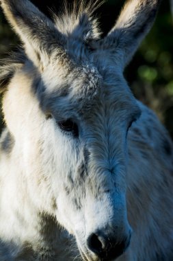 Güneşli bir alan içinde eşek