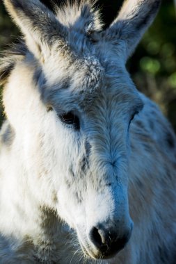 Güneşli bir alan içinde eşek