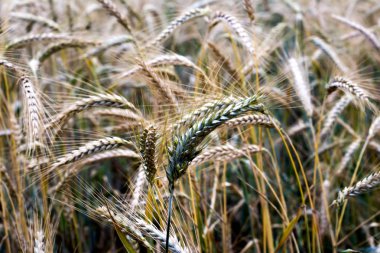 Wheat field on a sunny spring day