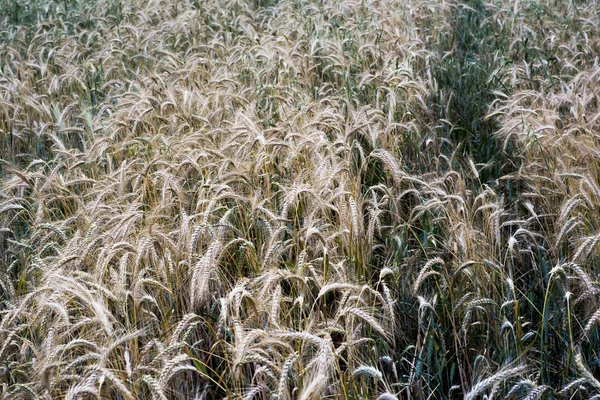 Wheat field on a sunny spring day — 스톡 사진