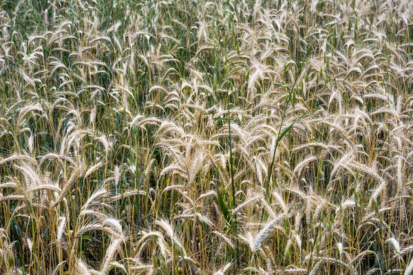 Campo di grano in una soleggiata giornata primaverile — Foto Stock