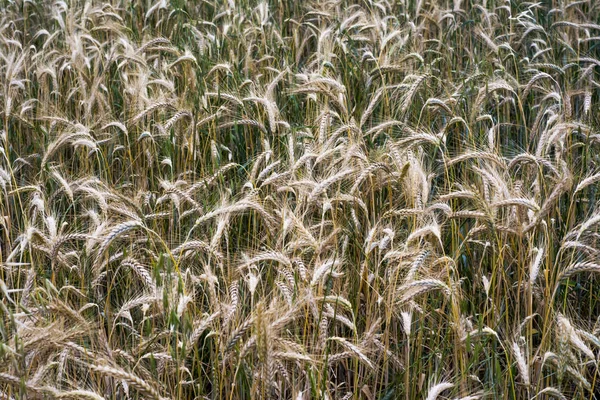 Wheat field on a sunny spring day — Stock Photo, Image