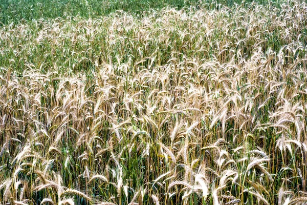 Wheat field on a sunny spring day — 스톡 사진