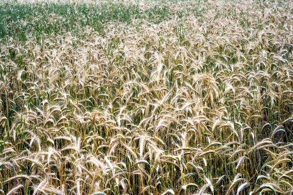 Campo di grano in una soleggiata giornata primaverile — Foto Stock