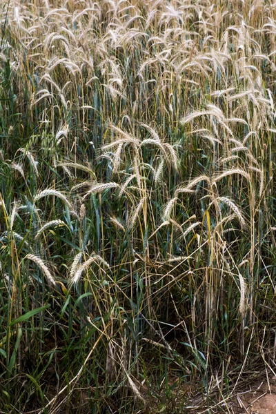 Wheat field on a sunny spring day — Stock Photo, Image