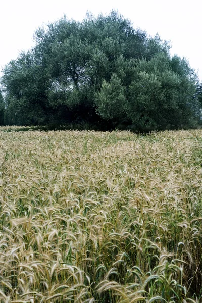 Árbol en un campo de trigo en un soleado día de primavera — Foto de Stock