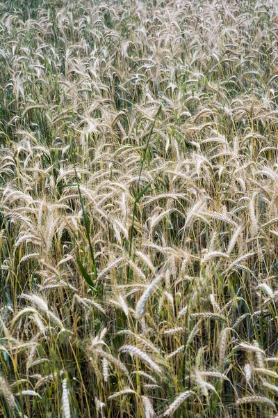 Campo di grano in una soleggiata giornata primaverile — Foto Stock