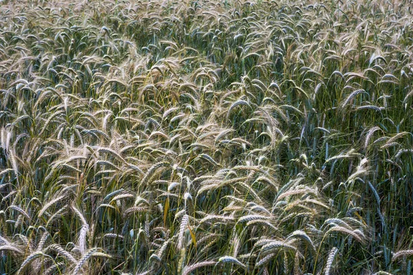 Pšeničné pole za slunečného jarního dne — Stock fotografie