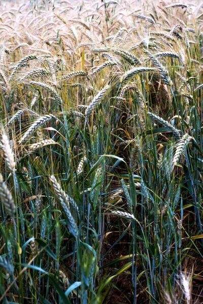 Campo de trigo em um dia de primavera ensolarado — Fotografia de Stock