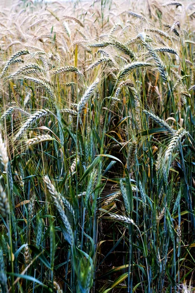 Wheat field on a sunny spring day — ストック写真