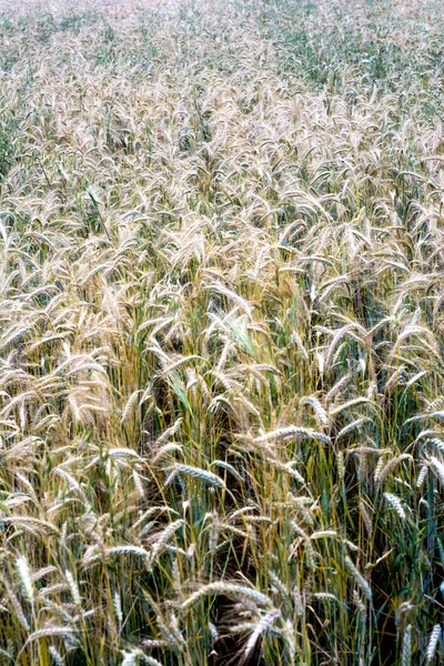 Campo de trigo en un soleado día de primavera —  Fotos de Stock