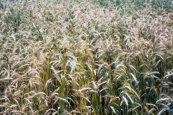 Wheat field on a sunny spring day — 스톡 사진