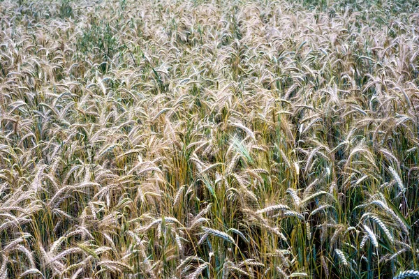 Wheat field on a sunny spring day — 스톡 사진