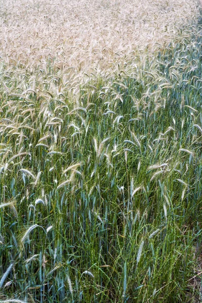 Wheat field on a sunny spring day — 스톡 사진