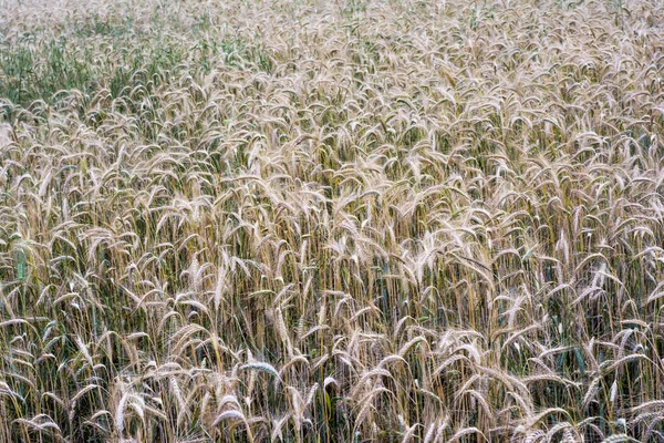 Campo di grano in una soleggiata giornata primaverile — Foto Stock