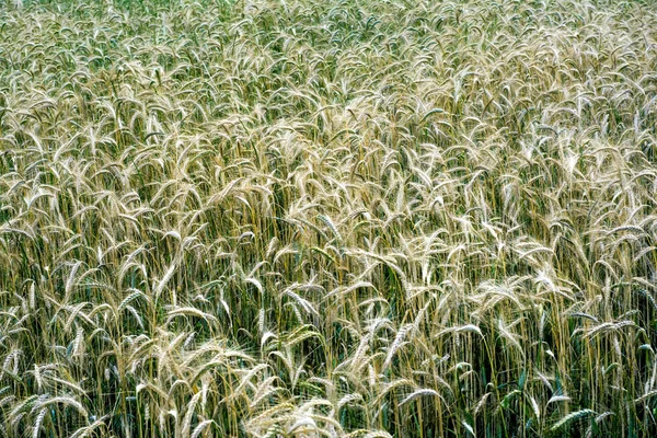 Wheat field on a sunny spring day — 스톡 사진