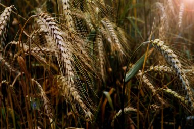 Wheat field on a sunny spring day