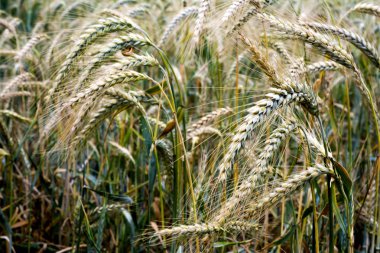 Wheat field on a sunny spring day