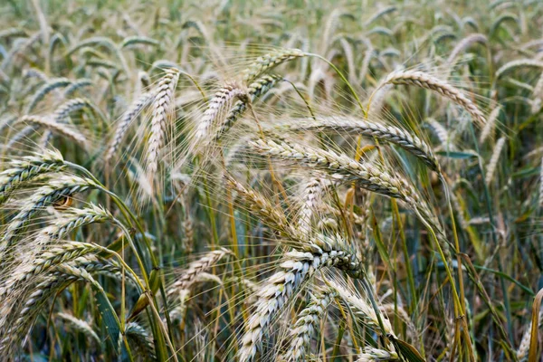 Campo de trigo en un soleado día de primavera —  Fotos de Stock