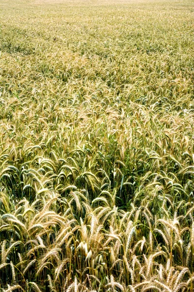 Campo de trigo em um dia de primavera ensolarado — Fotografia de Stock