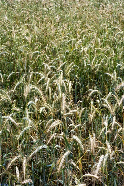 Wheat field on a sunny spring day — 스톡 사진