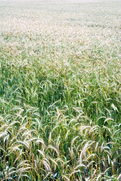 Campo de trigo em um dia de primavera ensolarado — Fotografia de Stock