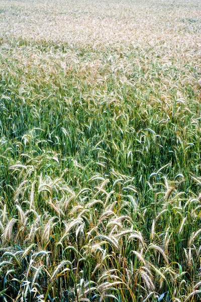 Pole pszenicy w słoneczny wiosenny dzień — Zdjęcie stockowe