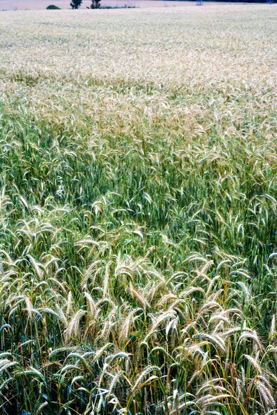 Пшеничное поле в солнечный весенний день — стоковое фото