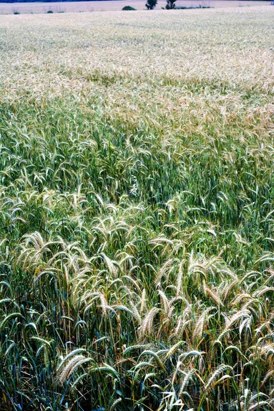 Wheat field on a sunny spring day — ストック写真