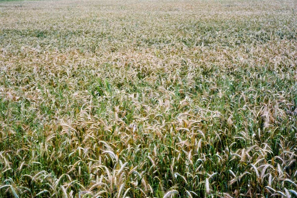Wheat field on a sunny spring day — Stok fotoğraf
