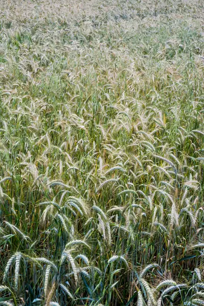 Campo de trigo em um dia de primavera ensolarado — Fotografia de Stock