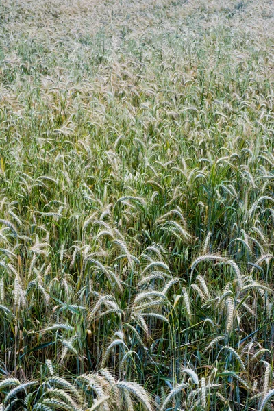 Wheat field on a sunny spring day — ストック写真