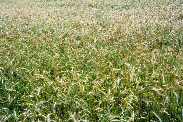 Wheat field on a sunny spring day — 스톡 사진