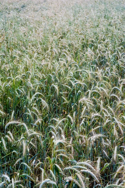 Campo di grano in una soleggiata giornata primaverile — Foto Stock