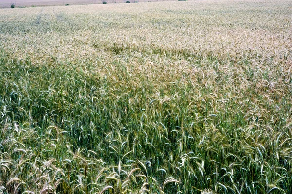 Wheat field on a sunny spring day — 스톡 사진