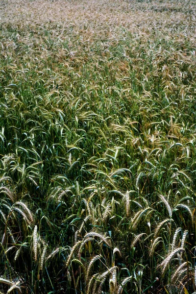 Pšeničné pole za slunečného jarního dne — Stock fotografie