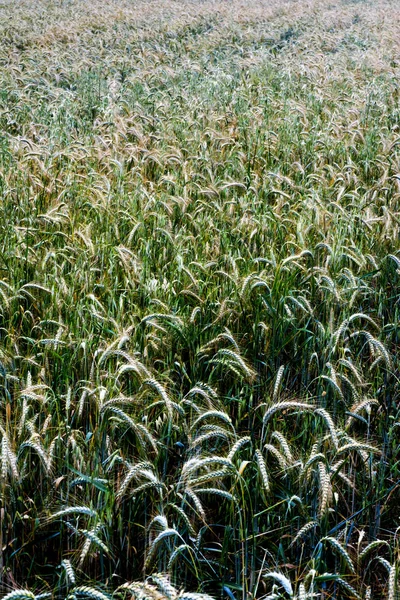 Wheat field on a sunny spring day — 스톡 사진