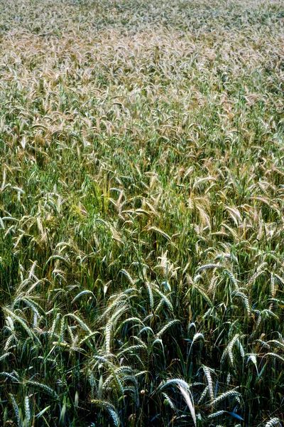 Campo de trigo em um dia de primavera ensolarado — Fotografia de Stock