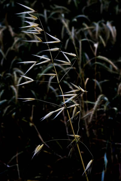 Buğday tarlasındaki bitkinin detayı — Stok fotoğraf