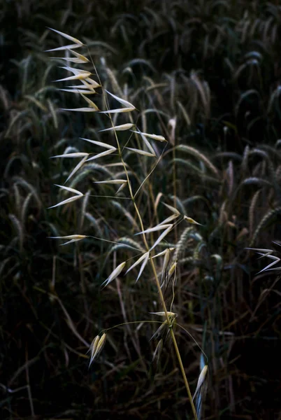 Detail of plant in wheat field — Stock Photo, Image
