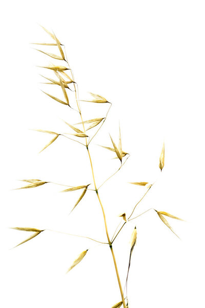 Detail of plant in wheat field