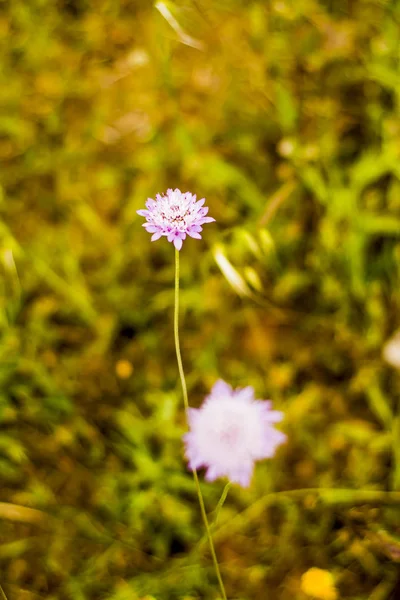 Blomma med okoncentrerade vete fält bakgrund — Stockfoto