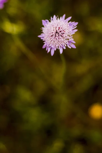 Blomma med okoncentrerade vete fält bakgrund — Stockfoto