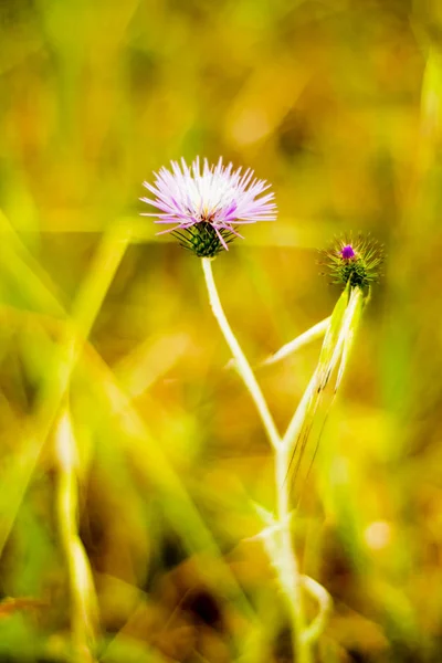 Blomma med okoncentrerade vete fält bakgrund — Stockfoto