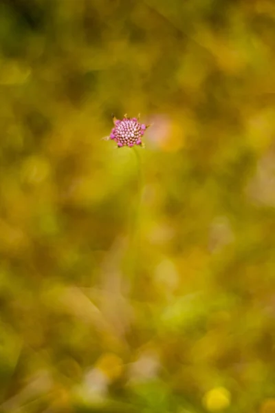 具有无聚焦麦田背景的花 — 图库照片