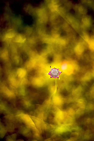 具有无聚焦麦田背景的花 — 图库照片