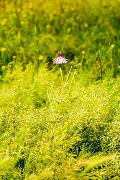 具有无聚焦麦田背景的花 — 图库照片