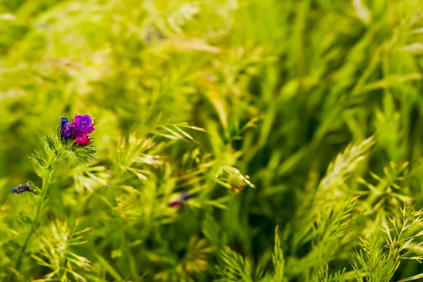 具有无聚焦麦田背景的花 — 图库照片