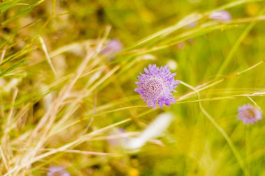 Odaklanmamış buğday tarlası arka planı ile çiçek