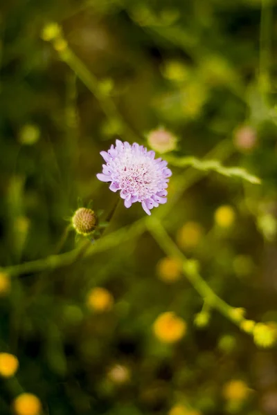 Blomma med okoncentrerade vete fält bakgrund — Stockfoto